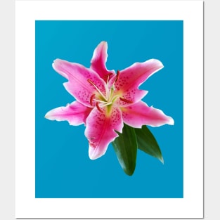 Pink Lily Flower Posters and Art